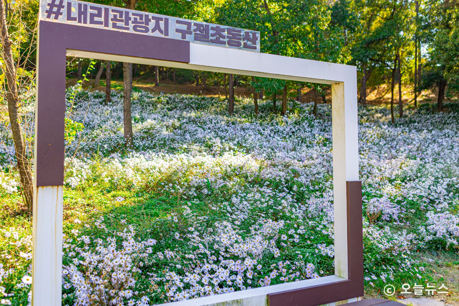 흰 꽃물결 펼쳐진 내리문화공원의 가을